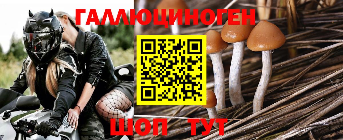 Галлюциногенные грибы GOLDEN TEACHER Георгиевск